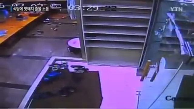 Дикий кабан разнес в щепки заведение. смотреть онлайн