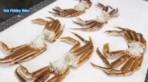 Удивительный вылов сотен тонн камчатского краба в море, автоматические машины для обработки краба