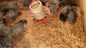 Чем кормить цыплят мясо-яичных  пород. Отвечаю на вопросы