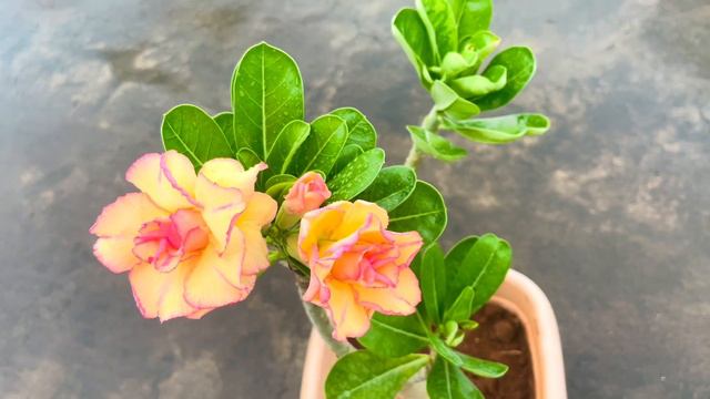 Yellow colour Adenium plant смотреть онлайн