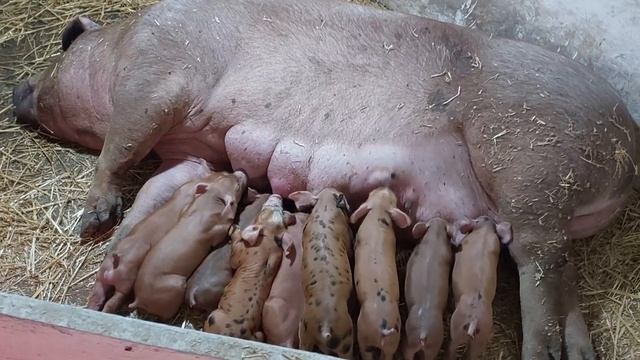 //Самая пасивная порода?Рыжий дворовой Ландрас?//Как проверить, как успокоить буйную свиноматку???/ смотреть онлайн