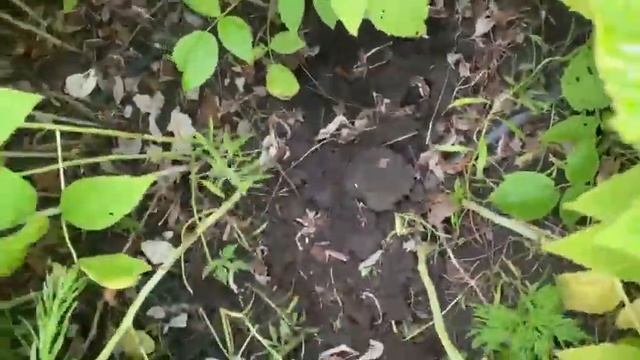 Обзор на саженцы малины полка, харитейдж ,недосягаемая, лачка ,амира . смотреть онлайн