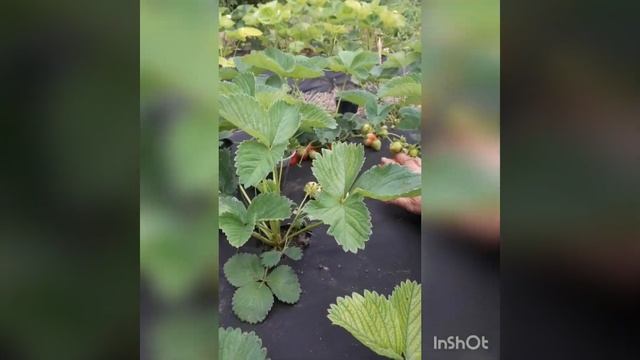 Обзор сортов клубники. Мурано. Елизавета 2.Ирма. Альбион смотреть онлайн