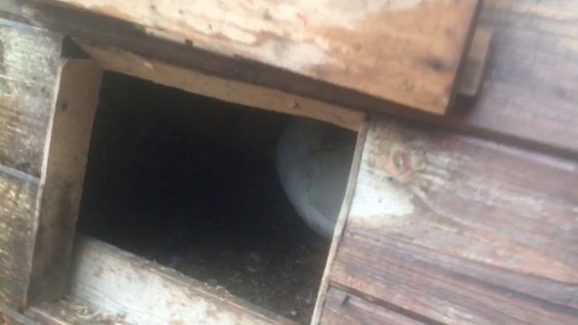 Наша индоуточка села на яйца 🥚 УРА ! смотреть онлайн