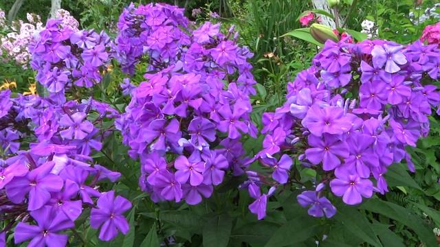 Флокс метельчатый "Синее Море." Оригинатор Шаронова М.Ф 1986г смотреть онлайн