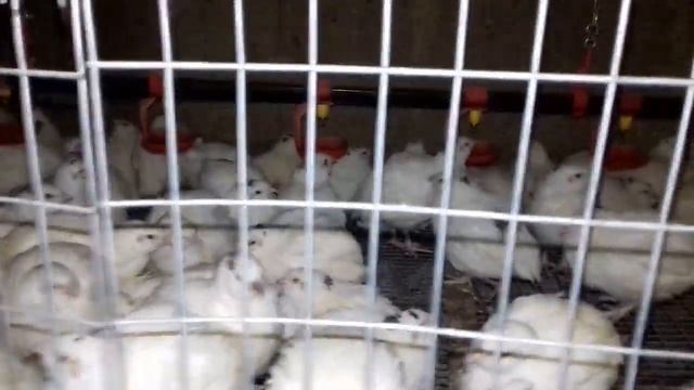 Техасский белый перепел от вывода до забоя. День 28 (Часть7) смотреть онлайн