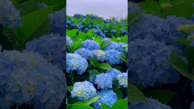 🪻🌞🌼 #nature #naturaleza #flores #love #flower #blue #wonderful #maravilloso #landscape #orquideas смотреть онлайн