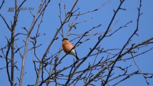 Как поет снегирь? Голоса птиц. AllVideo.