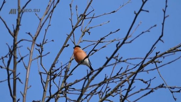 Как поет снегирь? Голоса птиц. AllVideo.