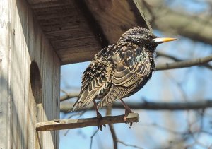 Интересное о скворцах.