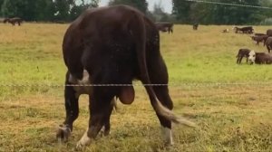 Одна из лучших пород быков и коров в мире мясного направления