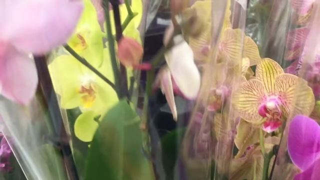 новые ОРХИДЕИ мини обзор в Ашан 13 сортовых фаленопсисов с названиями смотреть онлайн