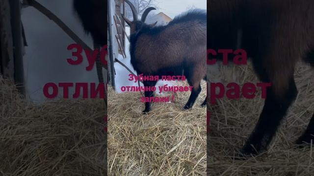 Запах от козла. Как избавится ? смотреть онлайн