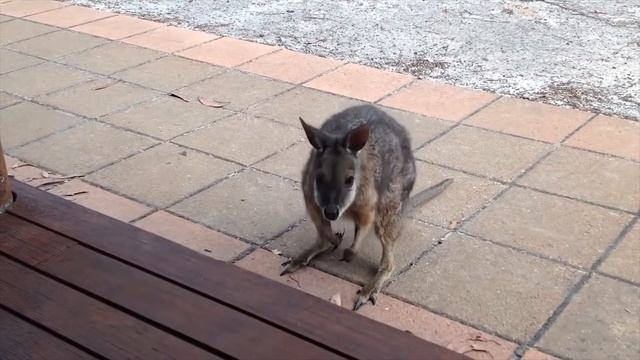 Мини кенгуру Валлаби. Древесные кенгуру. смотреть онлайн
