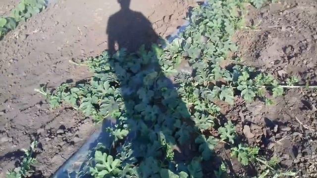 Арбуз Каристан f1 и дыня Милан f1 смотреть онлайн