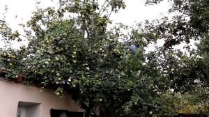 МЯСО БАРАНИНЫ, Вкуснейший рецепт Шейного мяса с ОВОЩАМИ на мангале ENG SUB