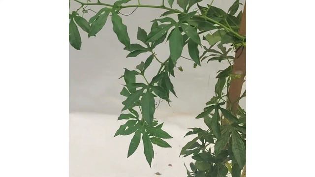 Enredadera Pasiflora смотреть онлайн