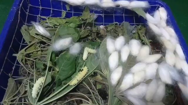 BTL Cordyceps Militaris смотреть онлайн