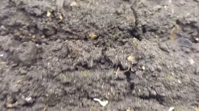 Не большой обзор, что растёт на моих стеллажах . смотреть онлайн