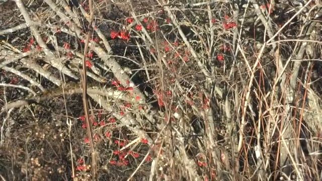 Келейник: Люблю глаза твои, мой друг смотреть онлайн