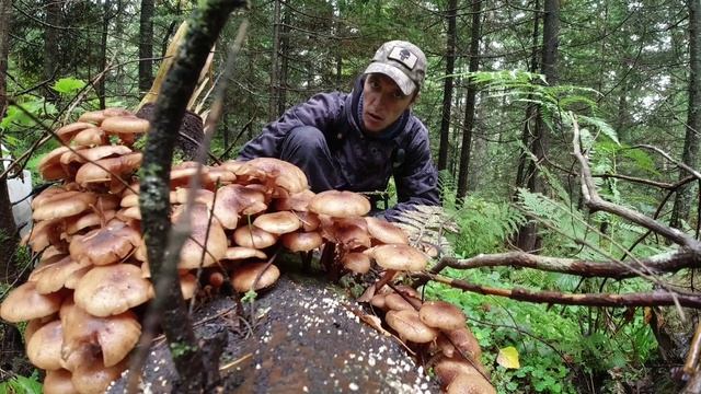 ОПЯТА НА ПНЯХ.ПЯТЬ ВЕДЕР С ТРЁХ ПЕНЬКОВ.ЗАКРЫЛИ ГРИБНОЙ СЕЗОН С ПОДПИСЧИКОМ опята