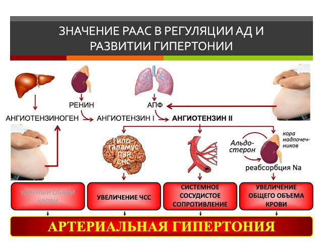 Гипертензия (лектор И.Ю.Малышев)