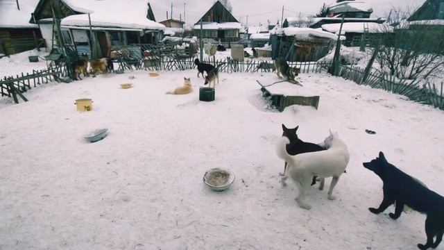 Будни нашего "приюта"! Вольер-собаки-таймлапс-игры-жизнь! смотреть онлайн