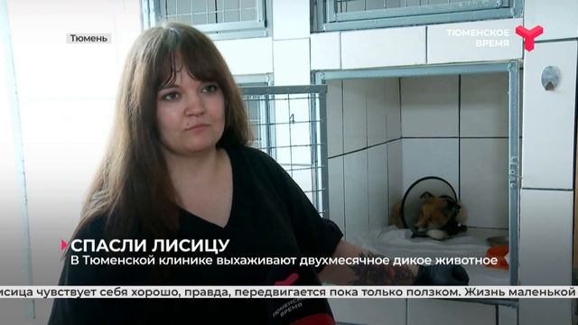 Спасли лису | Тюмень смотреть онлайн
