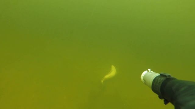 Белый амур на 15кг. смотреть онлайн