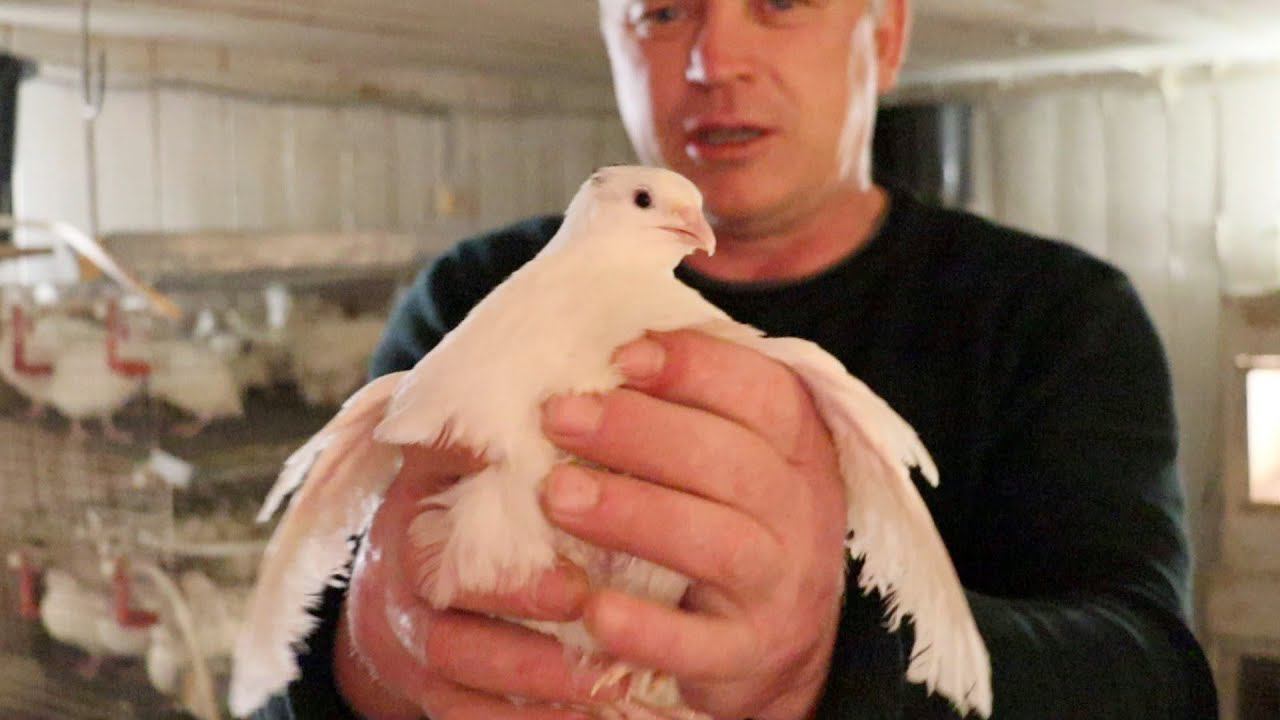 Перепëлка пол кило Невероятный вес в 2 месяца смотреть онлайн