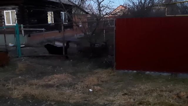 Многодетные денечки/Купили линолеум/Математика-арифметика, или как поломать стандарты/Влог смотреть онлайн