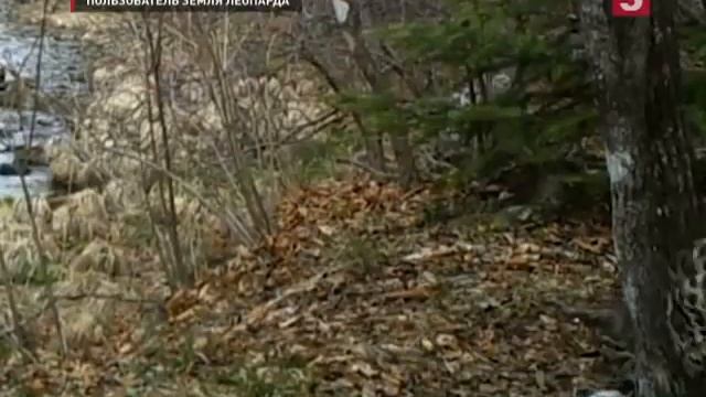 Звездой интернета стала самка леопарда Бери из приморского заповедника смотреть онлайн