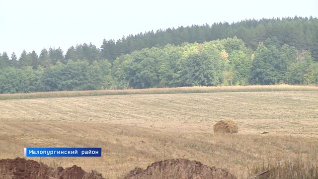 В Малопургинском районе рассчитывают закрыть проблему с заготовкой кормов с помощью кукурузы смотреть онлайн