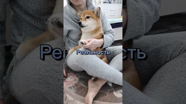 страшный маникюр или как подстричь ногти собаке в домашних условиях ? смотреть онлайн