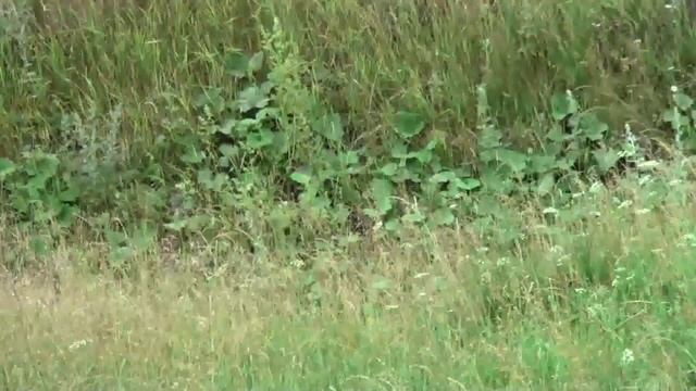 Автокросс г.Реж 14.07.2013 смотреть онлайн