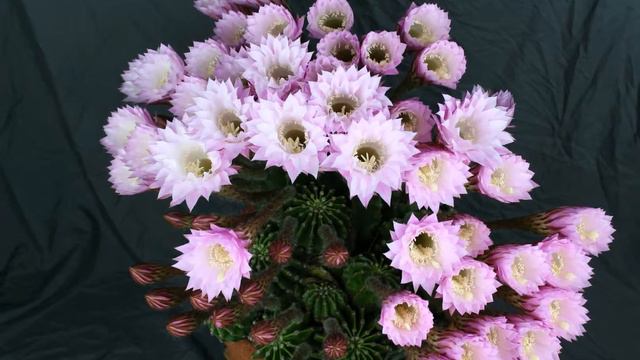 Echinopsis oxygona cactus bloom timelapse смотреть онлайн