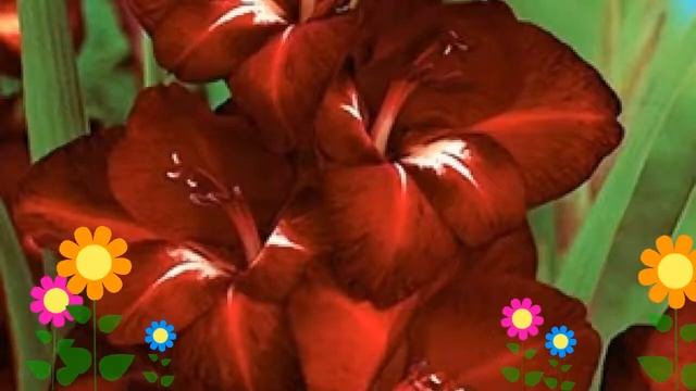 Гладиолус гибридный (Arabian Night). Краткий обзор, описание характеристик, где купить луковицы смотреть онлайн