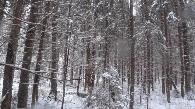Охота с русской гончей на зайца беляка.Как бывает... смотреть онлайн