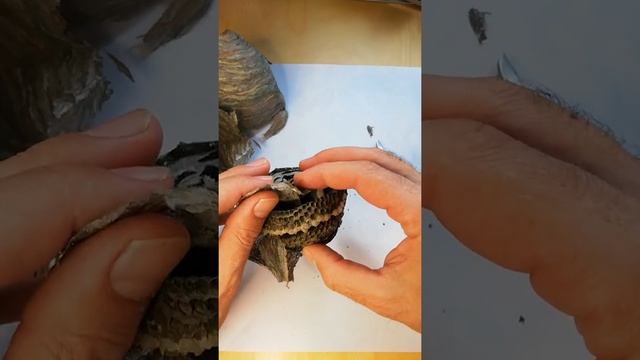 КАК УСТРОЕНО ОСИНОЕ ГНЕЗДО #осы #осиноегнездо #осиныйулей #познавательно смотреть онлайн