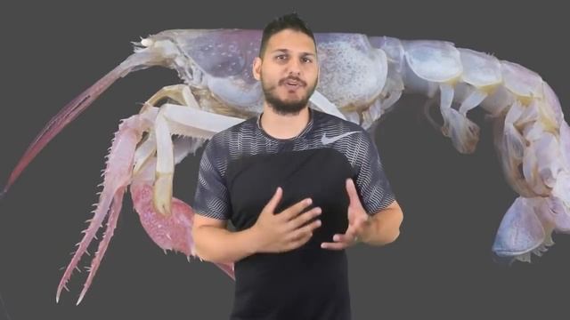 Deep Sea Creatures Straight Out Of Your Nightmares смотреть онлайн