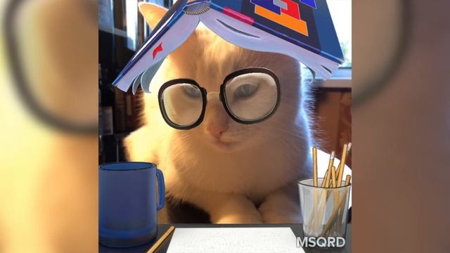 Тестируем маски инстаграма на Котике / Insta Cat Masks смотреть онлайн