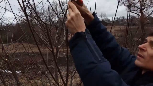 Весенняя обрезка алычи (pruning Plum)