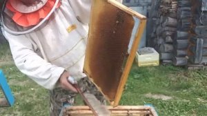 Как предотвратить роение пчел во время медосбора