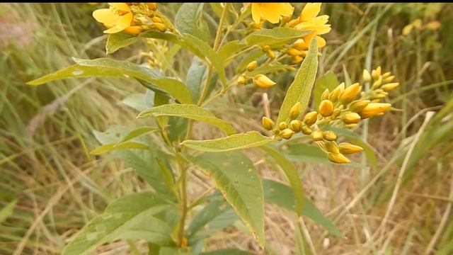 Вербозілля звичайне (Lysimachia vulgaris) смотреть онлайн