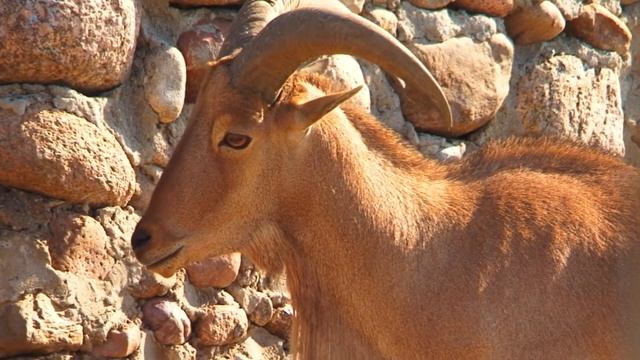 Гродненский Зоопарк / Grodno Zoo смотреть онлайн