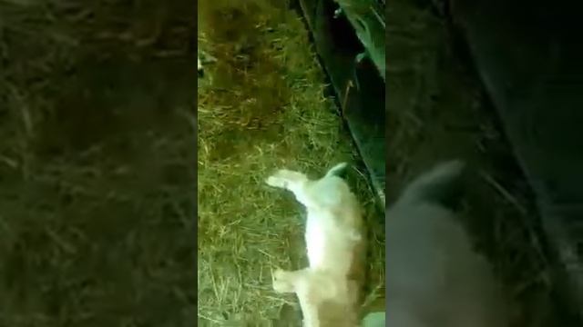 Дикие собаки убивают домашних животных смотреть онлайн