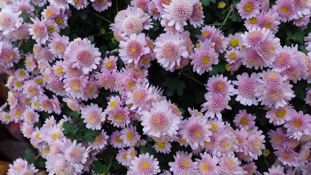 Chrysanthemum Classifications ??? // Northlawn Flower Farm смотреть онлайн