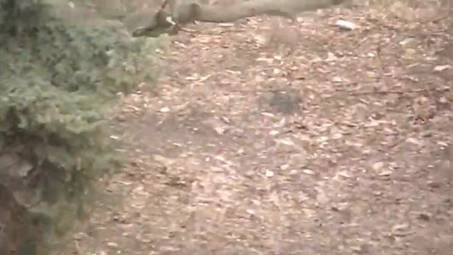 Уроки игры на блокфлейте. Блок-флейта Блокфлейта в Киеве 0992584416 и 0936529188 смотреть онлайн