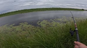 Гребаный лопух... или рыбалка на карася, часть вторая