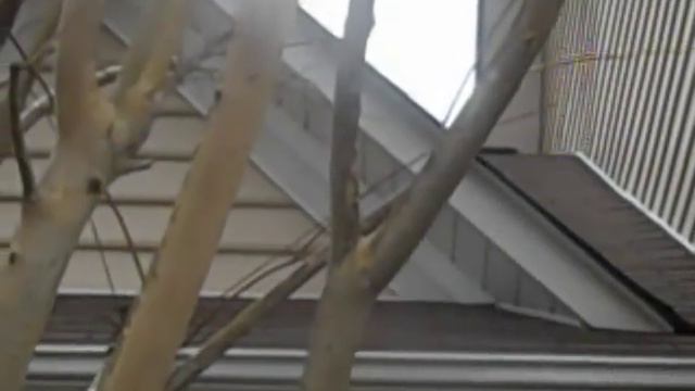 How to Prune Crape Myrtles смотреть онлайн